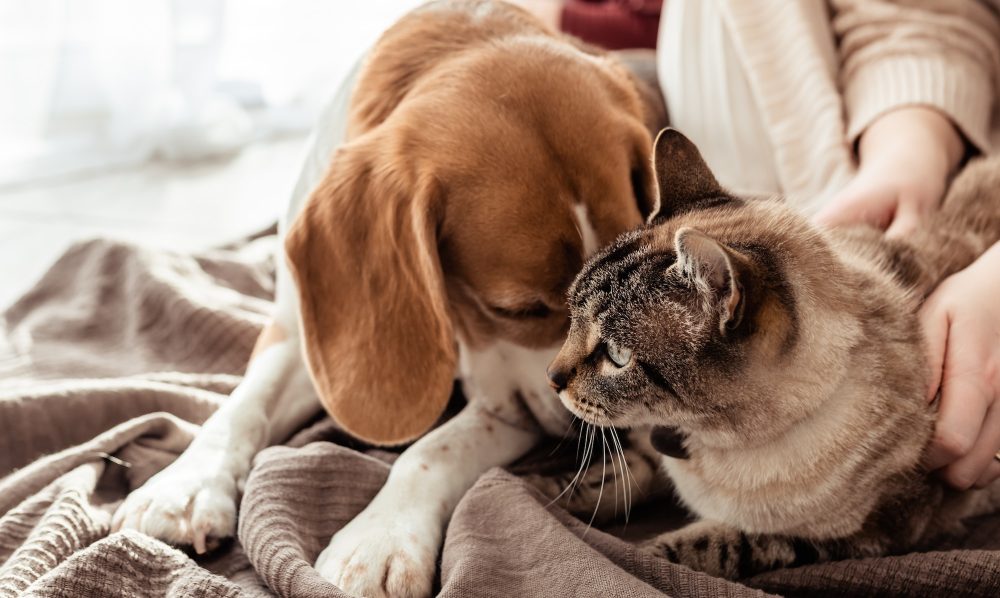 Cat and dog friendship. Beagle dog lying next to his cat friend on cozy blanket at home